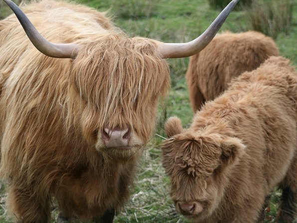 Best of Scotland in a Day Very Small Group Tour from Edinburgh - Dunkeld Cathedral and the village wander