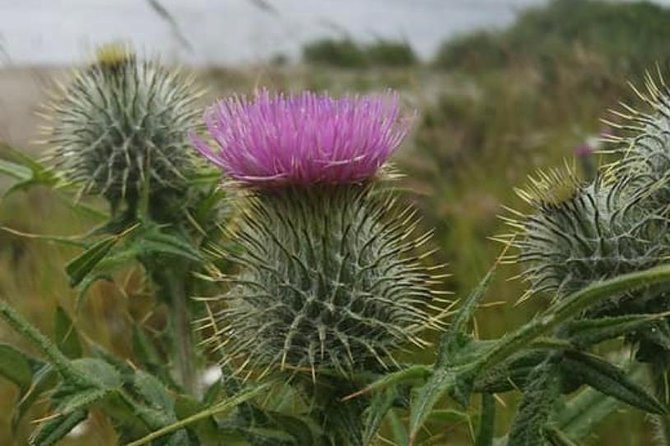 Edinburgh City Centre and St Andrews Private Driving Day Tour - Key things to know before you go