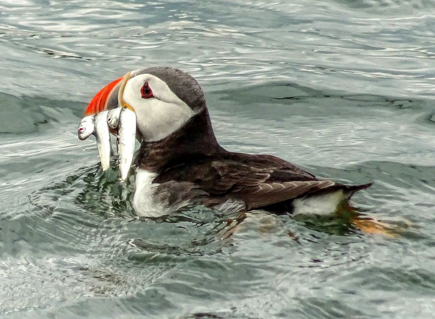 Edinburgh: 'Firth of Forth' Three Bridges Sightseeing Cruise - Wildlife Viewing: Seals, Puffins, and When the Captain Slows Down
