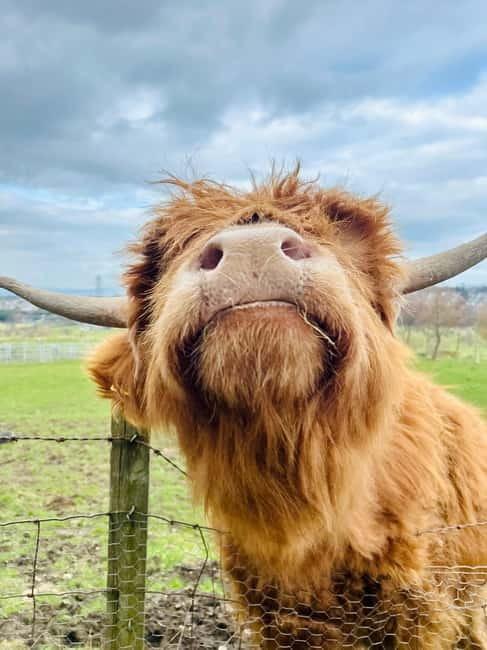Edinburgh: Highland Cow, Blackness Castle, and Cake Tour - Key things to know before you go