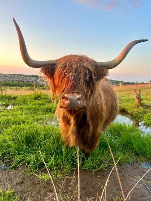 Edinburgh: Highland Cow, Blackness Castle, and Cake Tour - Getting from Edinburgh to Blackness, without the stress
