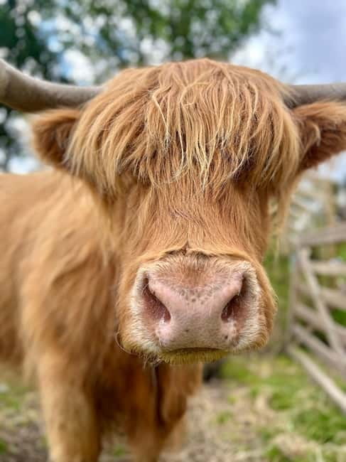 Edinburgh: Highland Cow, Blackness Castle, and Cake Tour - Wildlife viewing stop, a calm hour to scan for motion