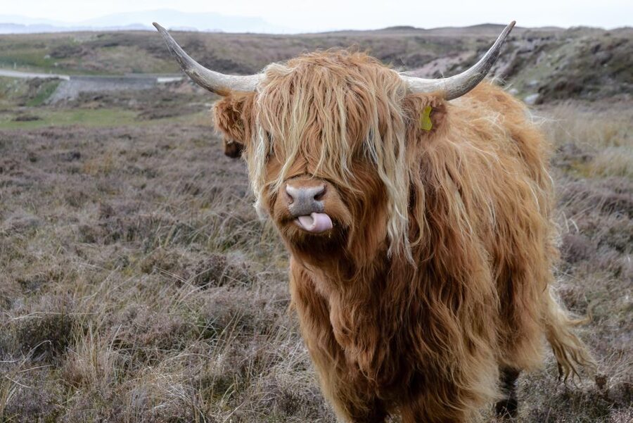 Edinburgh: Hill & Nature Hike With a Local - Key things you’ll notice on this Edinburgh nature hike