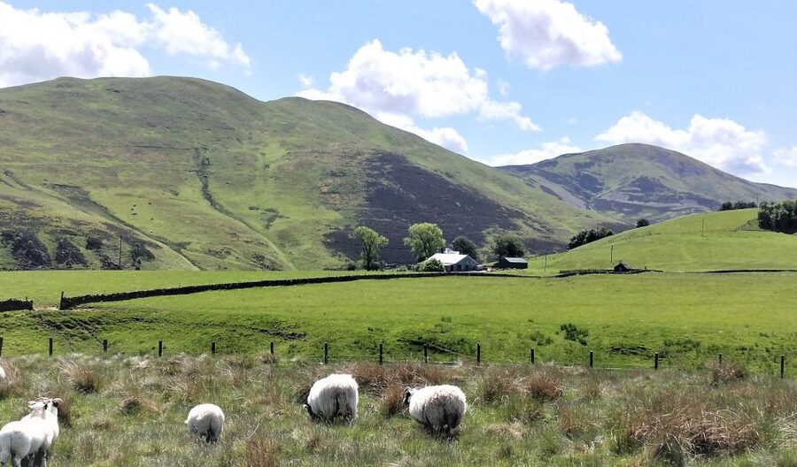 Edinburgh: Hill & Nature Hike With a Local - Wildlife and the Highland cows question: plan to spot, but keep it relaxed