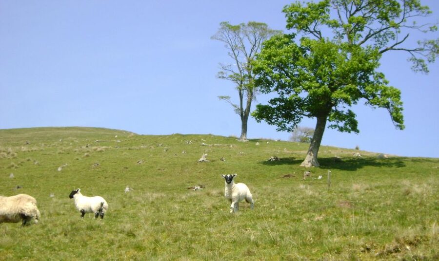 Edinburgh: Hill & Nature Hike With a Local - Rishi’s guiding style: why it makes a hill hike easier