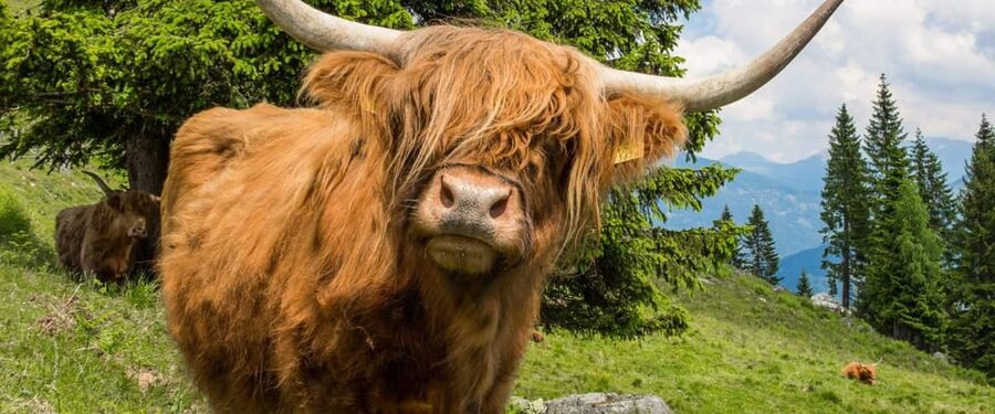 Edinburgh: Loch Ness, Scenic Walk, Glencoe & Whisky Day Tour - Glencoe and the Highlands road trip: big views, smart photo timing