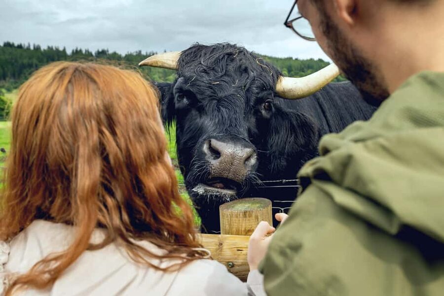 Edinburgh to Scottish Highlands: Whisky, Views & Hairy Coos - Deanston Distillery: whisky process, mill history, and your tasting choice