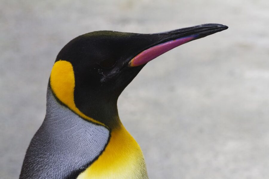 Edinburgh Zoo Entrance Ticket - Key points before you go