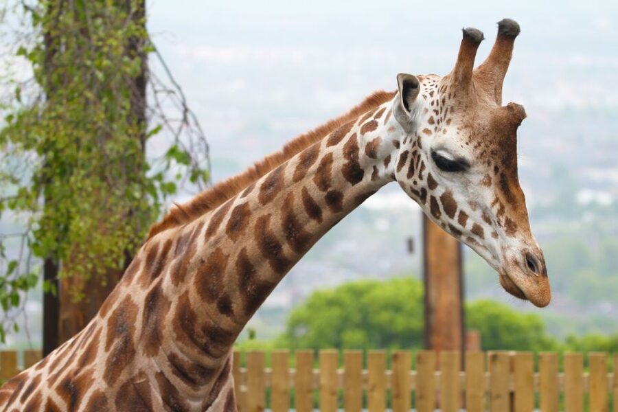Edinburgh Zoo Entrance Ticket - Food, toilets, benches, and mobility help for a smoother day