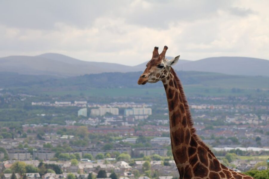 Edinburgh Zoo Entrance Ticket - Getting to Edinburgh Zoo and finding admissions fast
