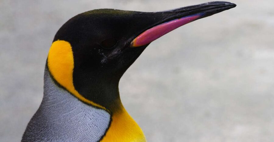 Edinburgh Zoo Entrance Ticket - Penguin pool time: Europe’s biggest and the easiest win