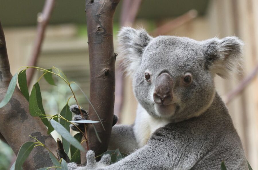 Edinburgh Zoo Entrance Ticket - Sloths, meerkats, tigers, and how to keep expectations realistic