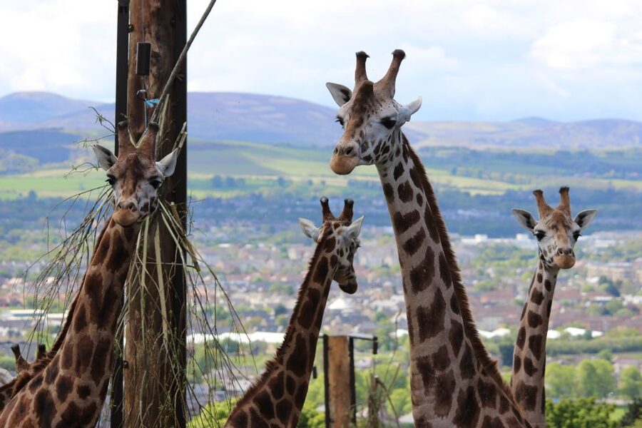Edinburgh Zoo Entrance Ticket - Giraffe herd views over the city and Pentland Hills