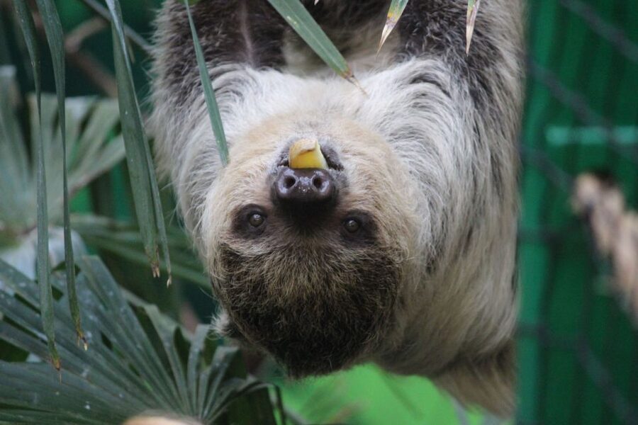 Edinburgh Zoo Entrance Ticket - Daily animal talks and keeper chats that make the zoo click