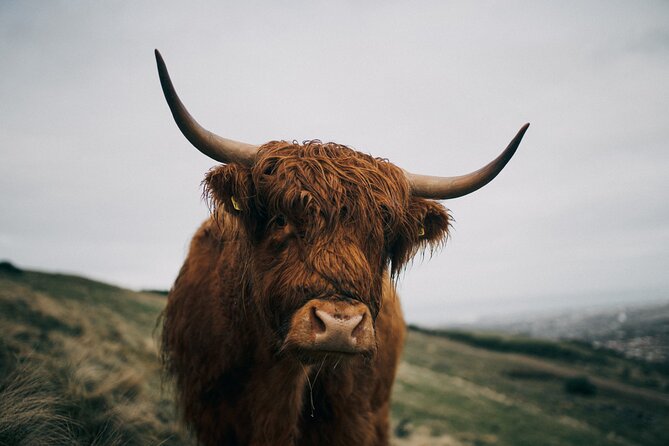 Executive Scottish Lowlands Tour - Price and what this day tour really costs you
