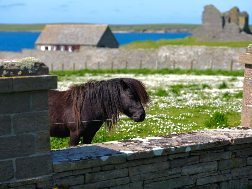 From Edinburgh: 6-Day Shetland & Nothernmost Explorer - Price and value: what $67 covers, and what you still need to plan for