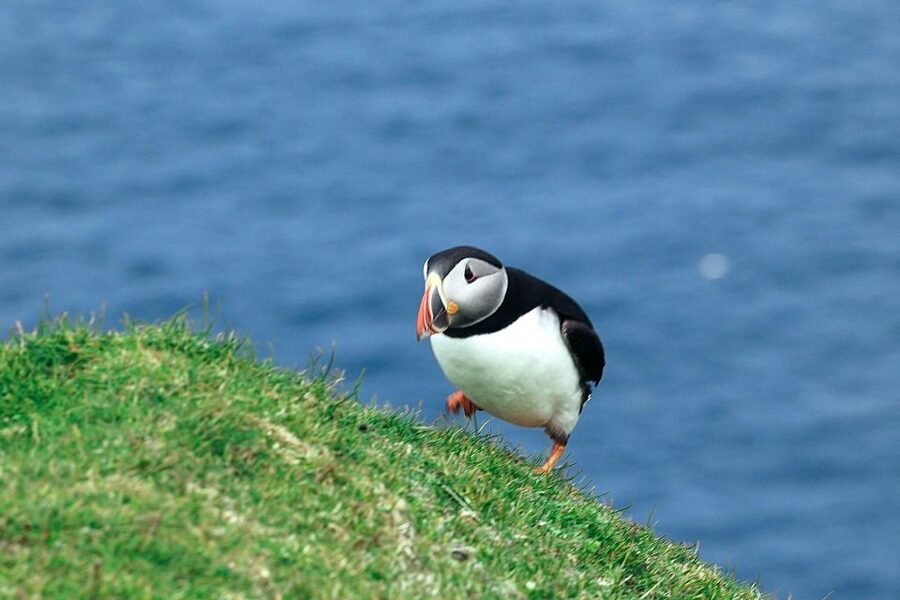 From Edinburgh: 6-Day Shetland & Nothernmost Explorer - Minn Beach to Kettla Ness: Shetland ponies plus Arctic birds