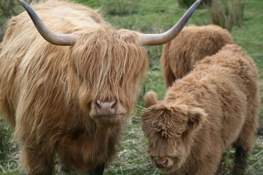 From Edinburgh: Best of Scotland Small-Group Day Tour - Wildlife Moments: From Squirrels to Hairy Highland Coos