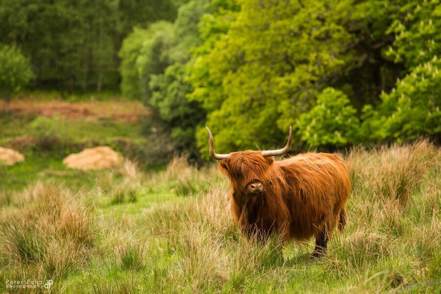 From Edinburgh: Isle of Skye and Hogwarts Express 4-Day Trip - Fort Augustus on Loch Ness: Nessie Views Plus Caledonian Canal Calm