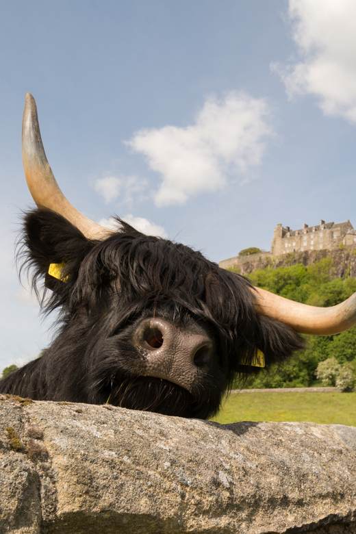 From Edinburgh: Loch Lomond, Stirling Castle & Kelpies Tour - Loch Lomond and Balloch: viewpoints plus an optional 1-hour cruise