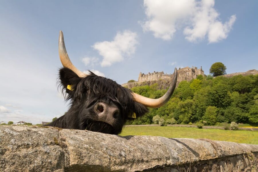 From Edinburgh: Loch Lomond, Stirling Castle & Kelpies Tour - Price and logistics: good value with two common extras