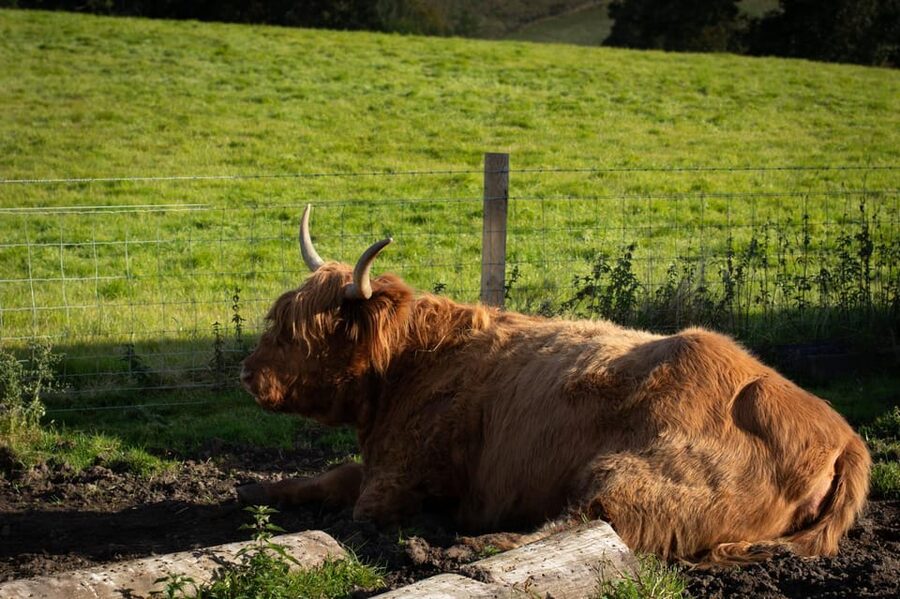 From Edinburgh: Loch Ness, Glencoe & Scottish Highlands Tour - Price and value check for $61 plus optional tickets