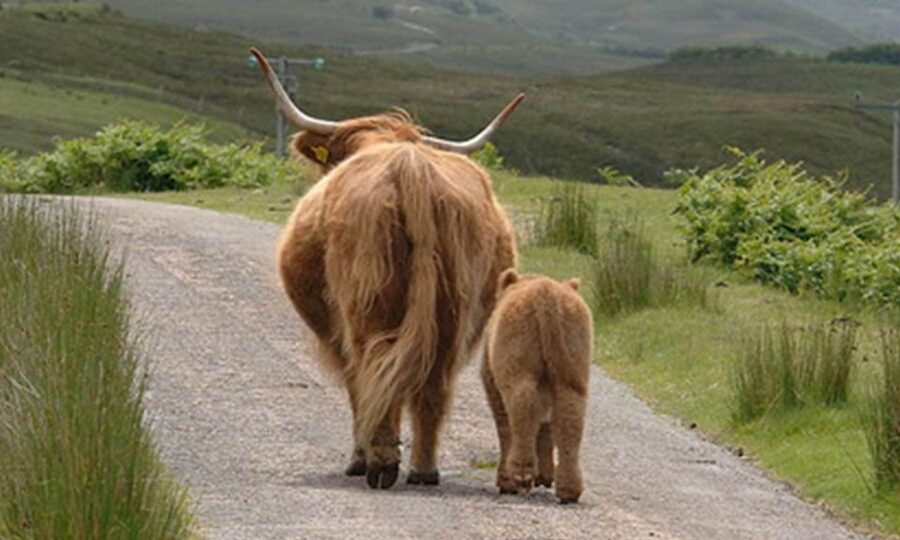 From Edinburgh: Loch Ness & Inverness Tour in Spanish - Why this tour can be great value at around $82