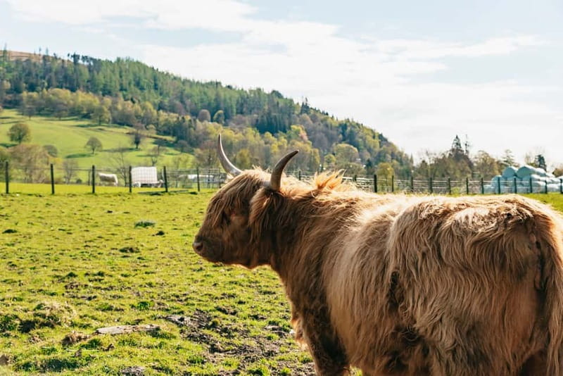 From Edinburgh: Loch Ness & Scottish Highlands Tour - Price and value: is $94 a smart deal?
