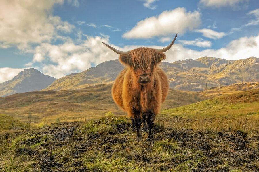 From Edinburgh: Stirling Castle, Loch Lomond & Whisky Tour - Key Things To Know Before You Go