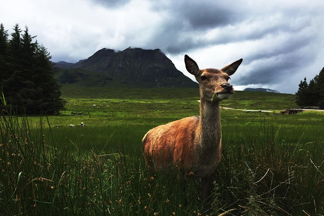 Glencoe & Highlands: Private Land Rover Tour - Price and value for a group up to 6