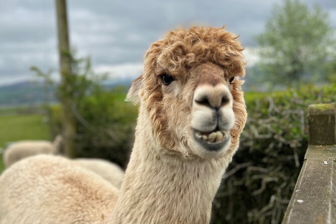 Highland Cows, Walk Alpacas & Scottish Wildlife Centre from Edin. - Key highlights you should know before you go