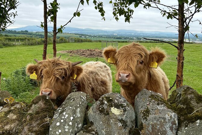 Highland Cows, Walk Alpacas & Scottish Wildlife Centre from Edin. - Stop 1 at Swanston Farm: meet the Highland residents Haggis, Thelma, and Louise