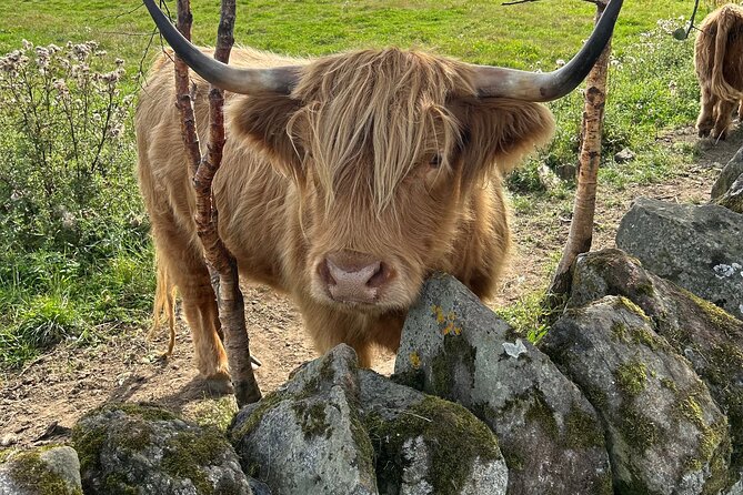 Highland Cows, Walk Alpacas & Scottish Wildlife Centre from Edin. - The quick photo break: Scotland’s iconic mythological horse statues