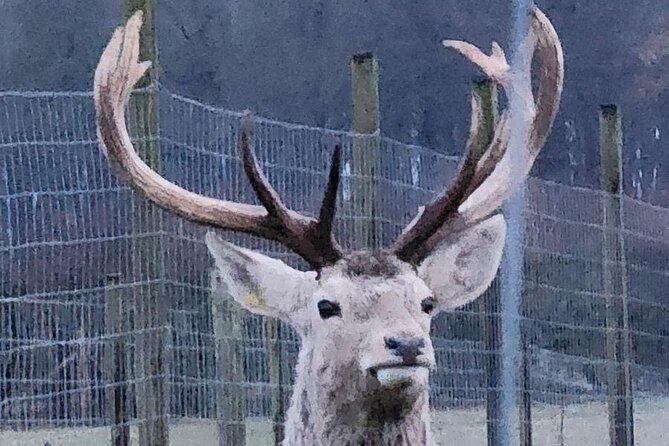 Highland Cows, Walk Alpacas & Scottish Wildlife Centre from Edin. - The Highlands-Lowlands castle drive-by: a royal stronghold at a boundary