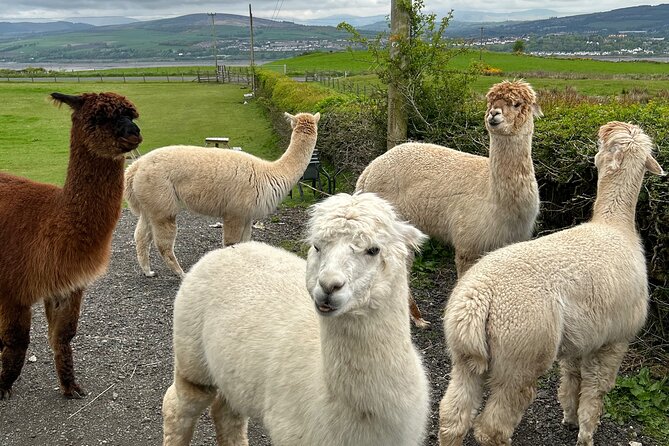 Highland Cows, Walk Alpacas & Scottish Wildlife Centre from Edin. - Stop 3: Scottish Deer Centre wildlife for 2 hours, entry free by donation