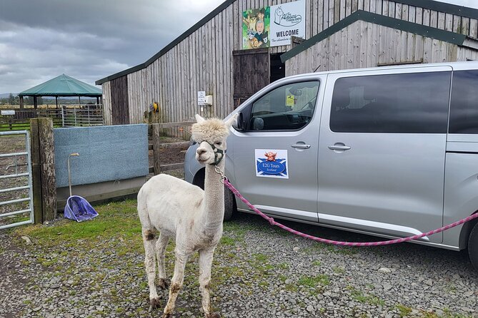 Highland Cows, Walk Alpacas & Scottish Wildlife Centre from Edin. - How the day flows: a 9-hour animal and wildlife circuit