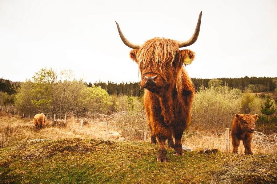 Isle of Skye and the Highlands 5-Day Tour from Edinburgh - Who Should Book This Skye and Highlands Tour?