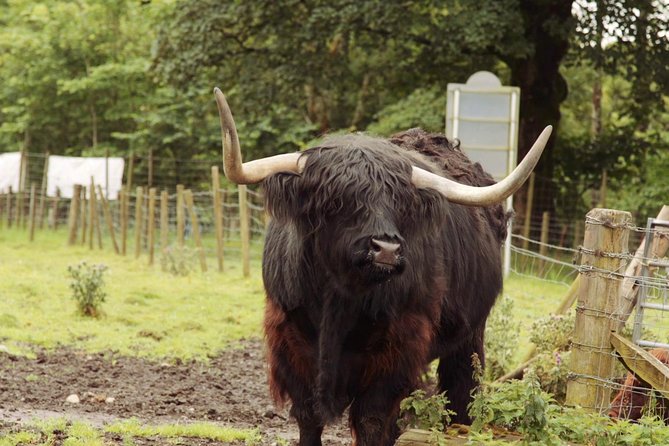 Loch Ness, Glencoe and The Scottish Highlands Tour from Edinburgh - Guide Quality, Headsets, and Comfort: The Stuff That Makes This Feel Smooth or Messy