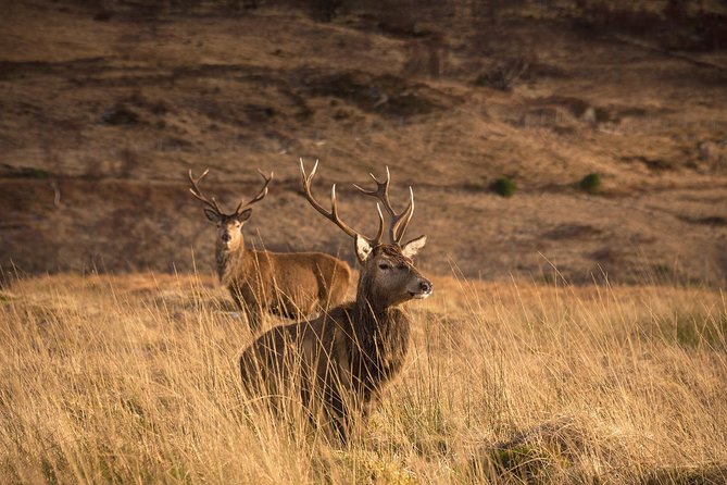 Loch Ness, Scottish Highlands, Glencoe and Pitlochry Tour - Loch Ness and Fort Augustus: cruise, Nessie spotting, and the canal walk