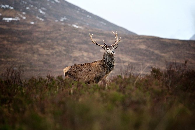 Private Glencoe Driving Tour from Edinburgh - Why This Glencoe Day Trip Beats Big-Bus Touring