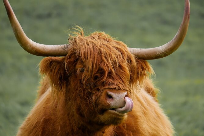 Private Luxury Mini Highlands Tour From Edinburgh - Braveheart - Kilmahog and Highland cows, the break you will remember