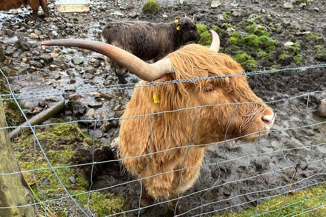 Private Scottish Highlands and Loch Ness Tour from Edinburgh - A Private Highlands and Loch Ness Day That Starts at 8:00