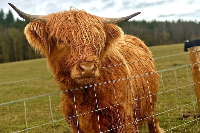 Scone Palace, Nature, Pitlochry, Whisky Experience from Edinburgh - Doune Castle and other quick-history photo stops that still work