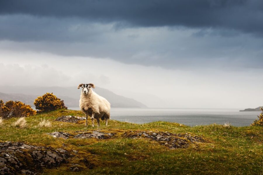 Scotland: West Highlands, Mull and Iona 4-Day Tour - Key Things You Should Know Before You Go