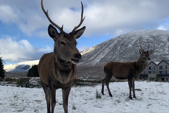 Ultimate Day tour Edinburgh: Glencoe, Highland Cows, Loch Lomond - Glencoe: film locations, iconic scenery, and the MacDonald story